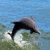 Nature's Landings