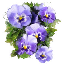 Violets and lavender