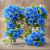 floralwell
