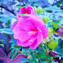 Elegant Pink Hibiscus with Wavy Blue Foliage