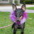 Maximal Dog Designs