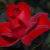 Pure_Photography