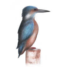 Kingfisher 