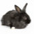 Reno_Rabbit_Rescue