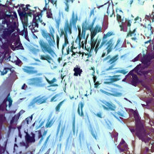 Mint Green and Teal Dahlia Flower