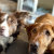 Pets Dogs Cat Etc