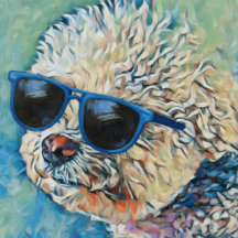 Cool 'Chon the Bichon