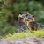 Friends of the Island Fox Store