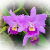 Orchid Obsession