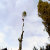 Arborist_Chainsaw