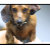 Dachshund Gifts
