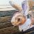 The_Orange_Rabbit