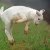 Oinkpix - Gifts from the Farm