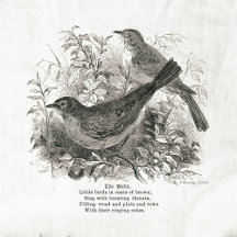 Birds & Nests
