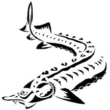 3 - Tribal Sturgeon - BELUGA HUSO - acigifts@yahoo