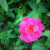 Jo_Images