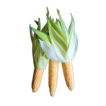 Funny Vegetable Kitchen Towel Collection