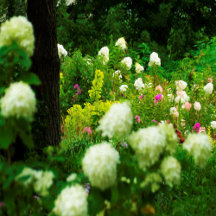 Limelight Hydrangeas in My Rubio Garden