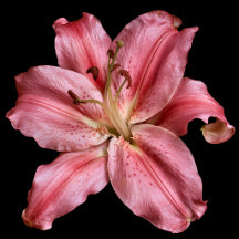 Elegant Lily Collection on Black
