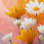 Daisies Paperia