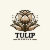 Tulip Designs