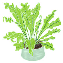 Bird's nest fern - Proud Plant Mom