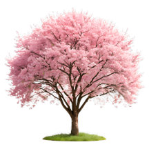 Sakura Cherry Blossom Tree Bark Wedding