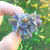 The_Simple_Succulent