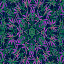 Sweet Mary Jane