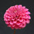 LoveDahlias