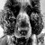 NoseArt_Designs