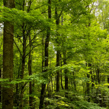 Aprons For Cooking and Crafting