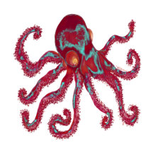 Octopus 