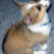CorgisandThings
