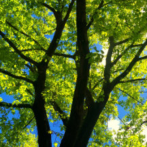 Tree Hugger Designs