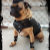 Pug Groove