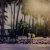 The Shady Palm Tree, LLC