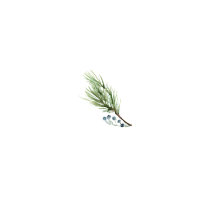 Spruce and Fir Holiday