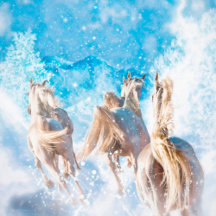 HORSES