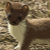 Weasel Words