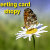 Wishing_love