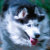 K-DOG DESIGNS