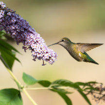 Pacific Northwest Bird and Flower Blank Cards