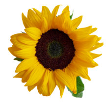 Sunflower Home Business Product Labels