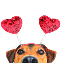 Cute Funny Valentine's Day Dog Heart Headband