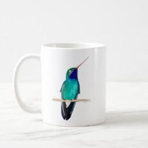 Broad-billed Hummingbird Perched