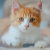 Zazzle_Growshop
