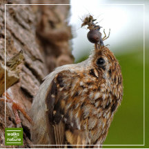 WWN Birds (Treecreepers)
