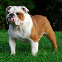Bulldog