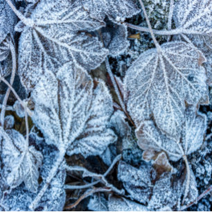 Lazo De Raso Navidades Fiesta Blue Leaves Vacaciones de Inviern